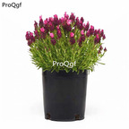 19usd Ngryise 5000Pcs A Set rare lavender seed