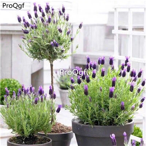 19usd Ngryise 5000Pcs A Set rare lavender seed