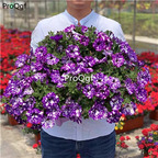 19usd Ngryise 5000Pcs A Set star angel petunia seed