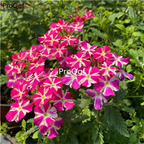 19usd Ngryise 20000Pcs A Set purple white stripe Verbena hybrida  seed