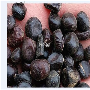 19usd Ngryise 2000Pcs A Set orange color peony seed