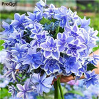 19usd Ngryise 500Pcs A Set japanese series hydrangea seed