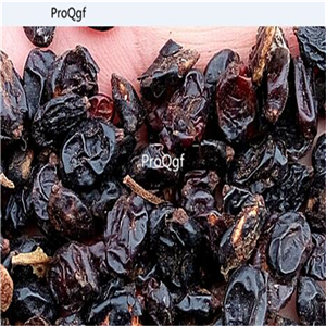 19usd Ngryise 500Pcs A Set japanese series hydrangea seed