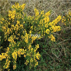 19usd Ngryise 500Pcs A Set Parochetus communis  seed