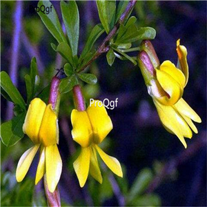 19usd Ngryise 500Pcs A Set Parochetus communis  seed