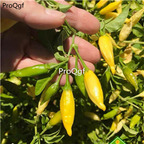 19usd Ngryise 5000Pcs A Set lemon capsicum baccatum seed