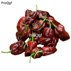 19usd Ngryise 5000Pcs A Set chocolate habanero pepper seed