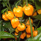 19usd Ngryise 5000Pcs A Set scotch orange pepper seed