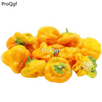 19usd Ngryise 5000Pcs A Set jamaica yellow pepper seed