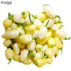 19usd Ngryise 5000Pcs A Set white habanero pepper seed