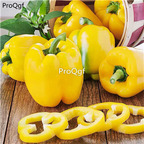 19usd Ngryise 5000Pcs A Set sweet dasti giallo pepper seed