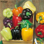 19usd Ngryise 5000Pcs A Set sweet color spectrum pepper seed
