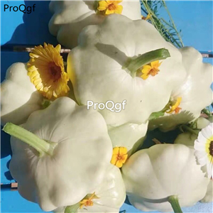 19usd Ngryise 500Pcs A Set custard white pumpkin seed