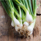 19usd Ngryise 20000Pcs A Set white lisbon onion seed