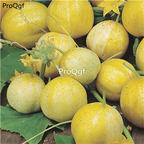 19usd Ngryise 3000Pcs A Set crystal lemon cucumber seed