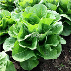 19usd Ngryise 8000Pcs A Set parris island organic lettuce seed