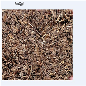 19usd Ngryise 8000Pcs A Set parris island organic lettuce seed