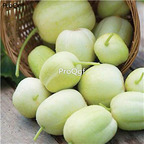 19usd Ngryise 3000Pcs A Set crystal apple cucumber seed