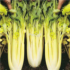 19usd Ngryise 6000Pcs A Set golden pascal celery seed