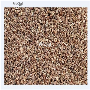 19usd Ngryise 6000Pcs A Set golden pascal celery seed