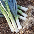 19usd Ngryise 6000Pcs A Set victor leek seed