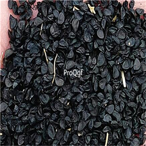 19usd Ngryise 6000Pcs A Set victor leek seed