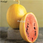 19usd Ngryise 500Pcs A Set golden dwarf watermelon seed