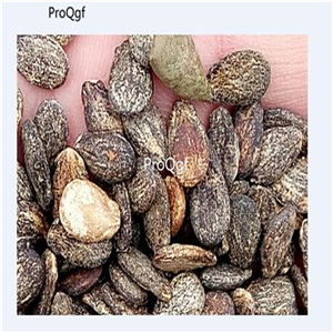 19usd Ngryise 500Pcs A Set golden dwarf watermelon seed