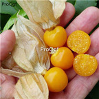 19usd Ngryise 6000Pcs A Set pineapple ground cherry lantern seed
