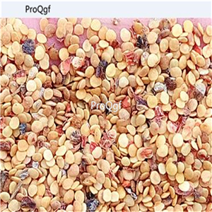 19usd Ngryise 6000Pcs A Set pineapple ground cherry lantern seed