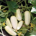 19usd Ngryise 3000Pcs A Set white wonder cucumber seed