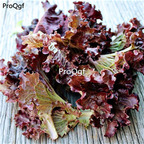 19usd Ngryise 6000Pcs A Set larossa lettuce seed