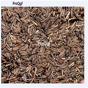 19usd Ngryise 6000Pcs A Set larossa lettuce seed