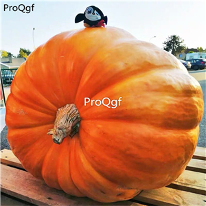 19usd Ngryise 200Pcs A Set atlantic giant pumpkin seed