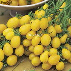 19usd Ngryise 6000Pcs A Set lldi beauty tomato seed