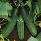 19usd Ngryise 3000Pcs A Set patio snacker cucumber seed