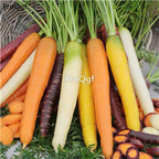 19usd Ngryise 6000Pcs A Set rainbow carrot daucus carota seed