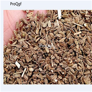 19usd Ngryise 6000Pcs A Set rainbow carrot daucus carota seed