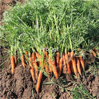 19usd Ngryise 6000Pcs A Set musashino thumb carrot seed