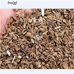 19usd Ngryise 6000Pcs A Set musashino thumb carrot seed
