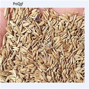 19usd Ngryise 6000Pcs A Set aster duchess blue ice seed