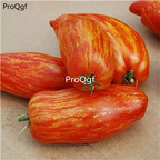 19usd Ngryise 6000Pcs A Set casady folly organic tomato seed