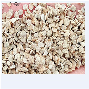 19usd Ngryise 6000Pcs A Set casady folly organic tomato seed