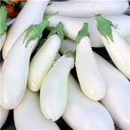 19usd Ngryise 6000Pcs A Set casper eggplant seed