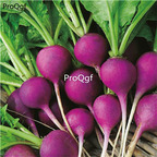 19usd Ngryise 6000Pcs A Set purple cherry shape radish seed