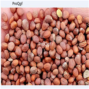 19usd Ngryise 6000Pcs A Set purple cherry shape radish seed