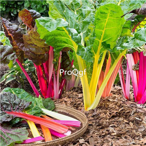 19usd Ngryise 6000Pcs A Set bright rainbow Beta vulgaris seed