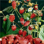 19usd Ngryise 6000Pcs A Set alpine ali strawberry seed