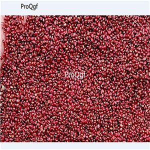 19usd Ngryise 6000Pcs A Set alpine ali strawberry seed