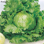 19usd Ngryise 6000Pcs A Set great lakes wonder lettuce seed